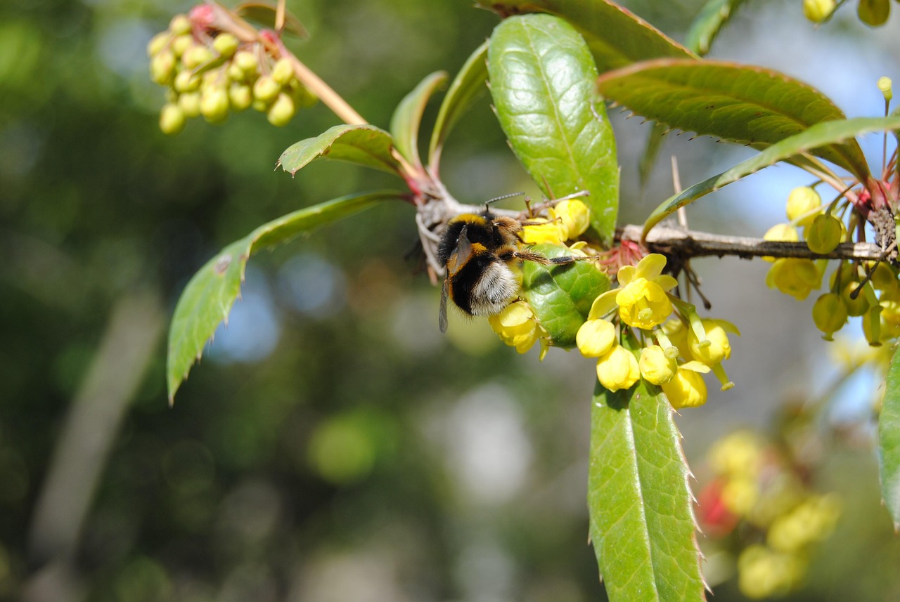 黑龍江最新未分配動態(tài)，探索與前瞻