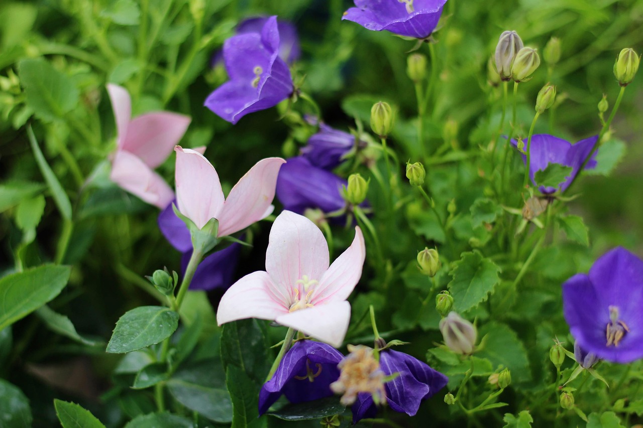 長沙縣干杉鎮蓬勃發展新面貌,最新動態揭秘鄉鎮蛻變之路