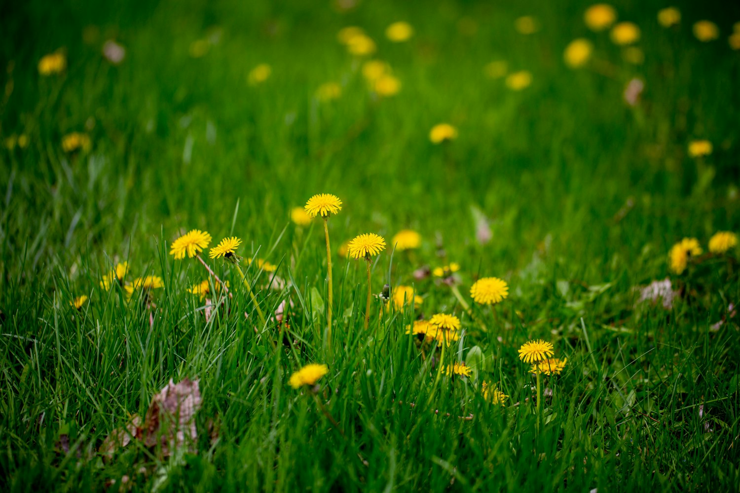 南京城市新動(dòng)態(tài),煥發(fā)勃勃生機(jī)與活力