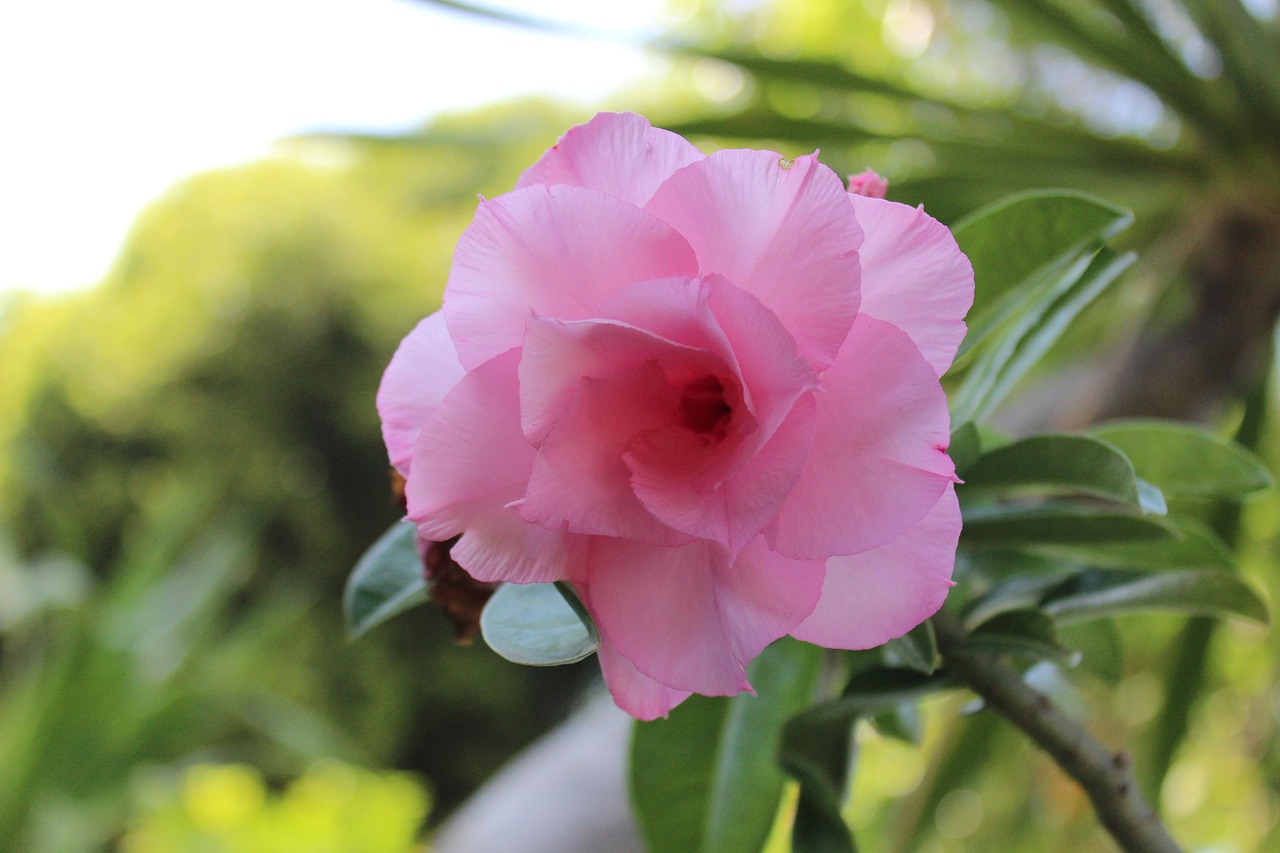 女人花電視劇，女性之美的綻放與情感糾葛的展現(xiàn)